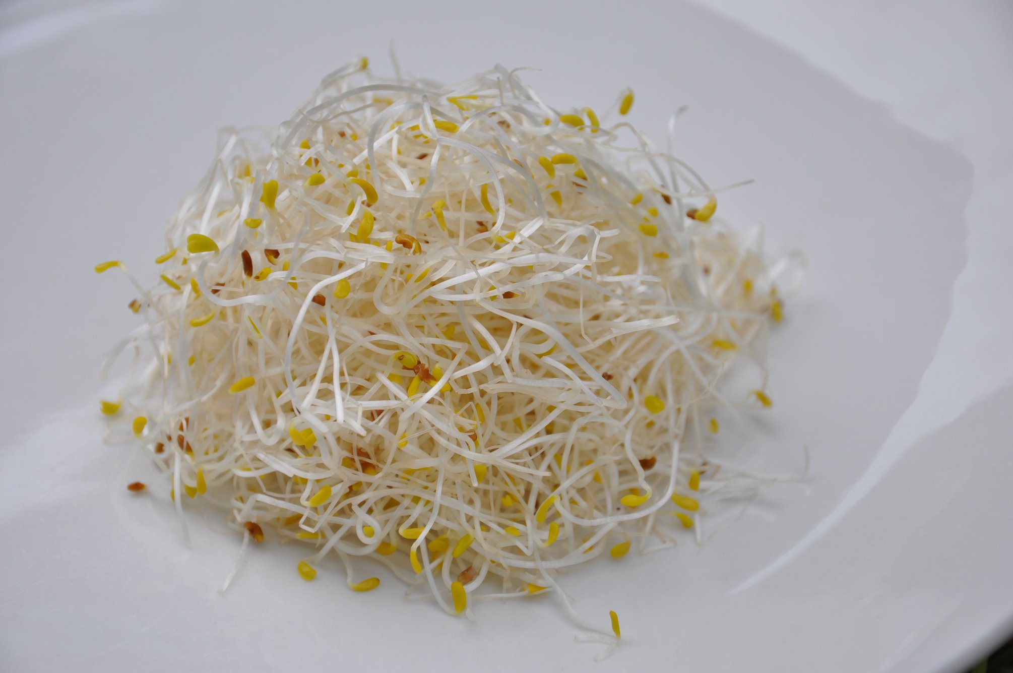 苜蓿芽 環保級 百壽 150g 包 台灣主婦聯盟生活消費合作社 苜蓿芽 環保級 百壽 150g 包 台灣主婦聯盟生活消費合作社