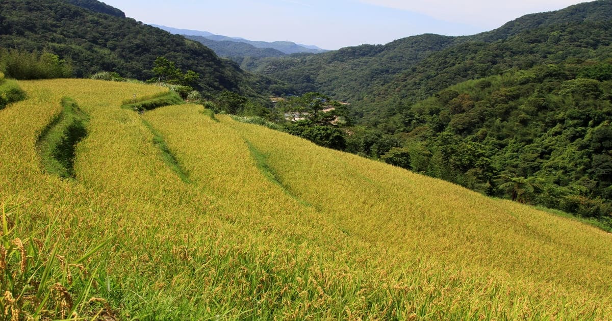 台灣稻米品種