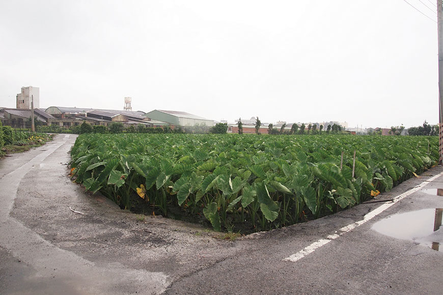 ▲芋頭田以馬路分隔兩邊，四周都是慣行農田，與部分鄰田以竹林隔離。