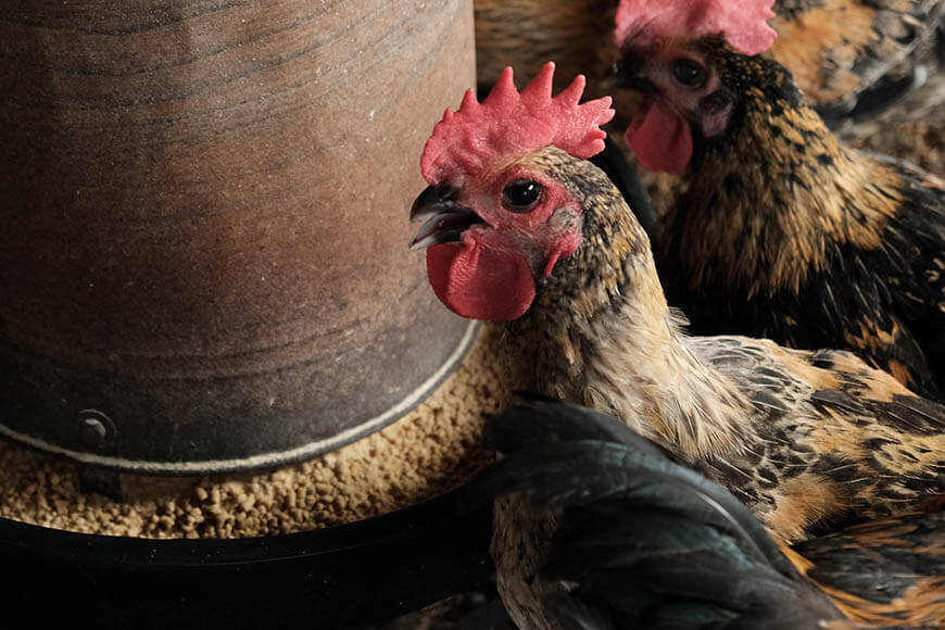 合作社的善糧雞飼料使用部分國產飼料玉米製作，支持本土農產。（企畫部提供）