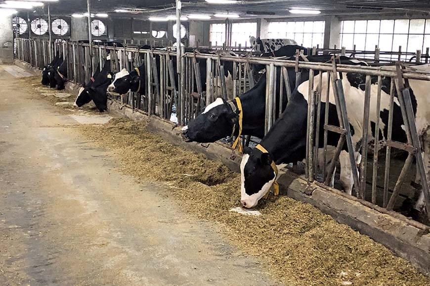 農副產物取代現有飼料成本投入，達到提高糧食自給率。