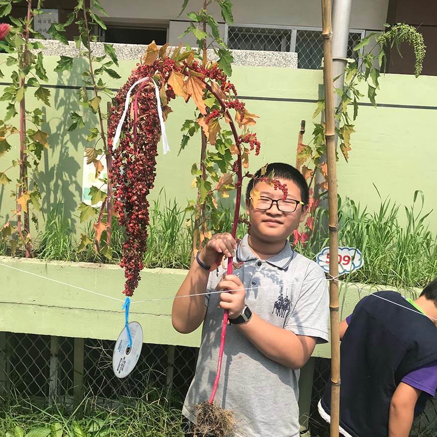 學生採收紅藜。孩子為自己種的雜糧撐傘擋雨、與麻雀分享熟成的小麥，台南五位國小老師，如何從校園地景到營養午餐，無形帶入食農教育，來聽聽老師的分享。  新冠肺炎籠罩全球，食物鏈中斷、運輸停滯，全球糧食供應阻斷，兩億六千五百萬人面臨嚴重飢餓。盱衡臺灣糧食自給率約32%，面對國際情勢的不穩定，糧食危機有可能發生。身為教育者，我們認為在校園內動手耕作、保種、傳承基礎種植技術，是面對糧食危機最好的教育方式。而雜糧耐旱、不需特別施肥，每天都會吃，是最好的入門作物。  細心呵護作物 體會農夫心情 我們五位安慶及慈濟國小的老師觀察到每天的營養午餐，是孩子一天最快樂的時光，為了讓孩子瞭解「吃進什麼？」，每天將午餐的文字菜單改編成圖片式「溯源菜單」，讓孩子認識吃進去的各種食材。另外搭配當天食材，編輯「主題單元」教材，深入探討。主題單元就如任意門，透過吃，巧妙通往自然、環保、科學、國際教育等學科領域。每天打飯菜的五分鐘，讓孩子無形中體會飲食教育。