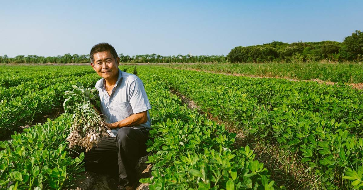 見證土地健康的花生台南18 號大小均勻油脂多 台灣主婦聯盟生活消費合作社