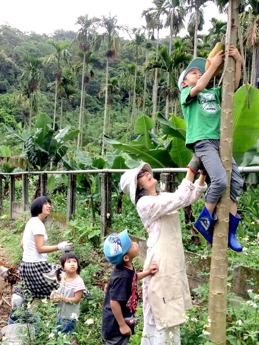 華德福農耕共學，6歲的孩子爬高高採下木瓜與大家分享。(照片提供／陳櫻容)。共學團體。綠繪本。育兒。共學。