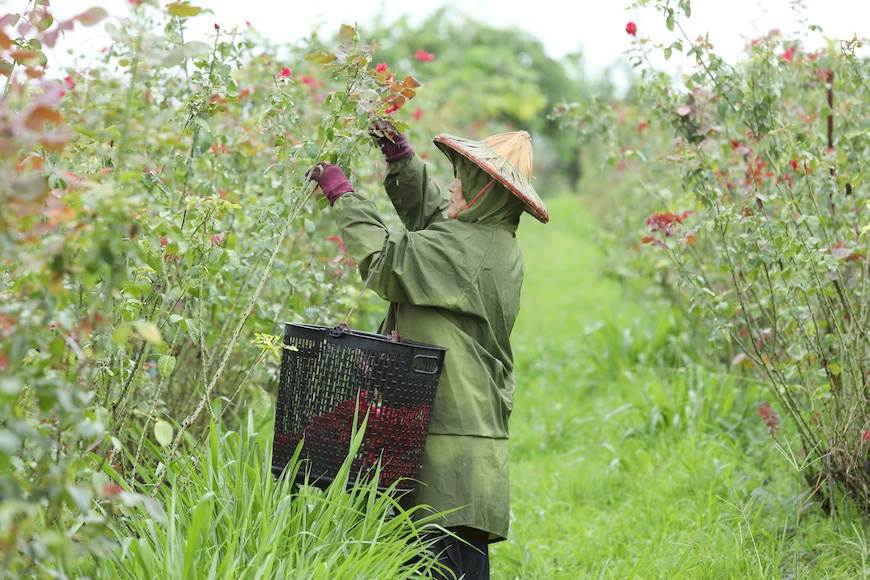 每天清晨5點多開始採收，採收時必須與時間、陽光賽跑，留住玫瑰花的香氣。(備註：拍攝當日屏東大雨，雨天花瓣含水量高不宜製成乾燥花瓣，另作其他用途。)。大花農場。楊添得。玫瑰花。玫瑰花茶。