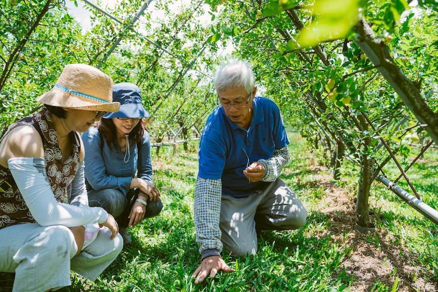 黃炳華向委員解釋羊角草、地毯草等雜草可以為紅棗植株提供防曬、保濕、降溫的功能。上校紅棗有機農場。黃炳華。紅棗。紅棗乾。Y型栽種法。永續農業。有機。