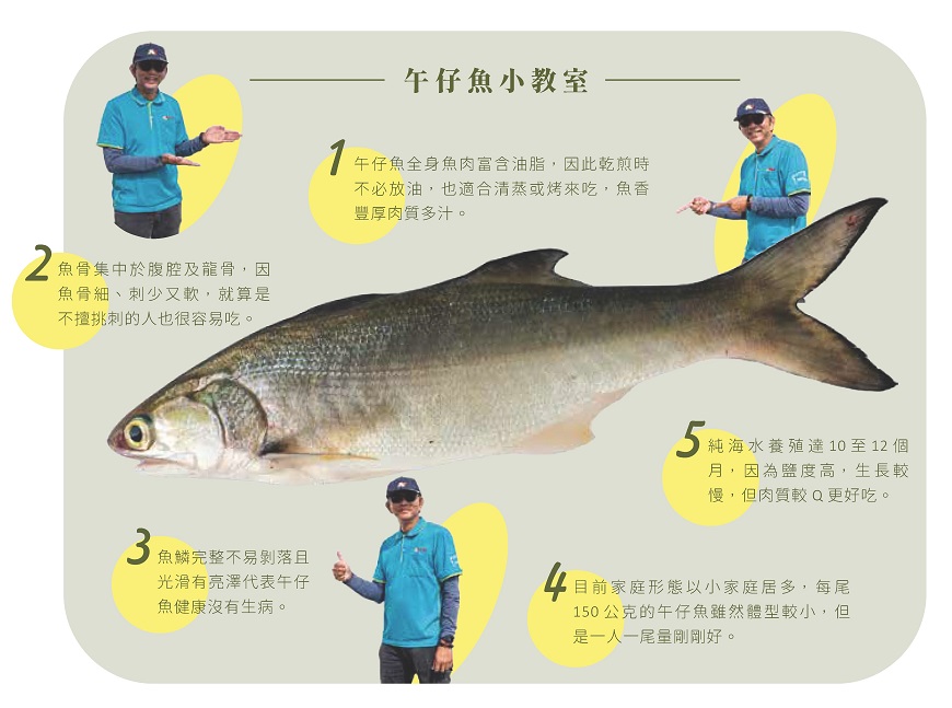 1 午仔魚全身魚肉富含油脂，因此乾煎時不必放油，也適合清蒸或烤來吃，魚香豐厚肉質多汁。  2 魚骨集中於腹腔及龍骨，因魚骨細、刺少又軟，就算是不擅挑刺的人也很容易吃。  3 魚鱗完整不易剝落且光滑有亮澤代表午仔魚健康沒有生病。  4 目前家庭形態以小家庭居多，每尾150公克的午仔魚雖然體型較小，但是一人一尾量剛剛好。  5 純海水養殖達10至12個月，因為鹽度高，生長較慢，但肉質較Q更好吃。