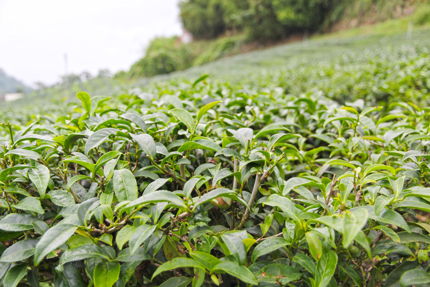 茶香檸檬塔