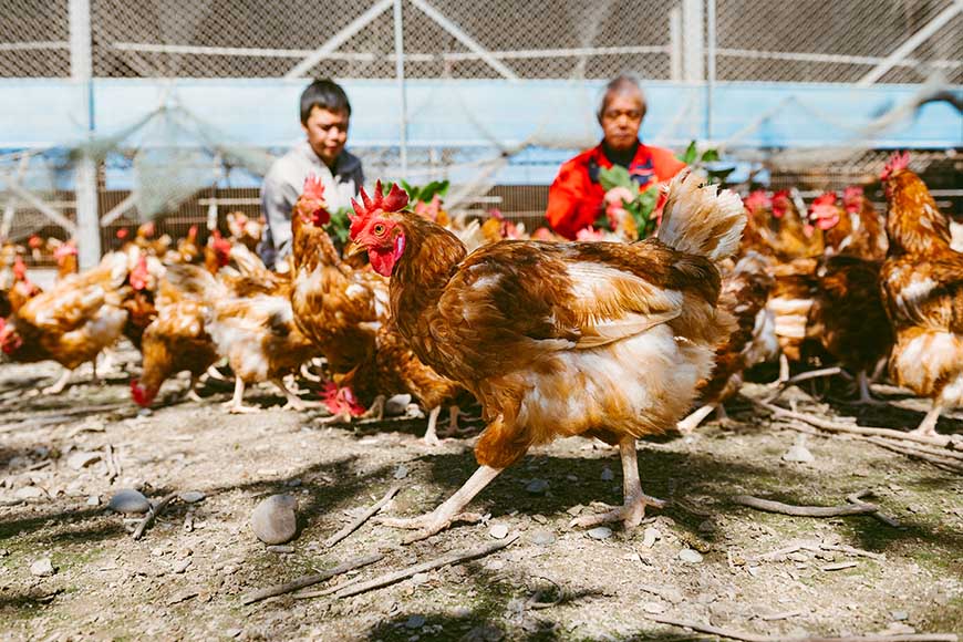 善糧動福雞蛋 生產者為有助牧場，重視動物福利，以放牧方式飼養，讓雞隻可自由進出戶外環境；親自配製飼料，從源頭嚴格管控動物用藥。  牧場介紹：有助牧場