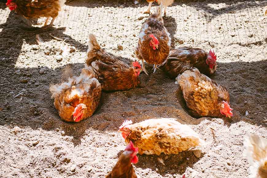 動物福利、人道飼養雞蛋。每隻雞都需要足夠的空間洗砂浴，藉此讓羽毛保持乾爽舒適，才能讓身體維持健康狀態。雞舍俱備足夠的土地空間，是動物福利與人道飼養的必備條件。