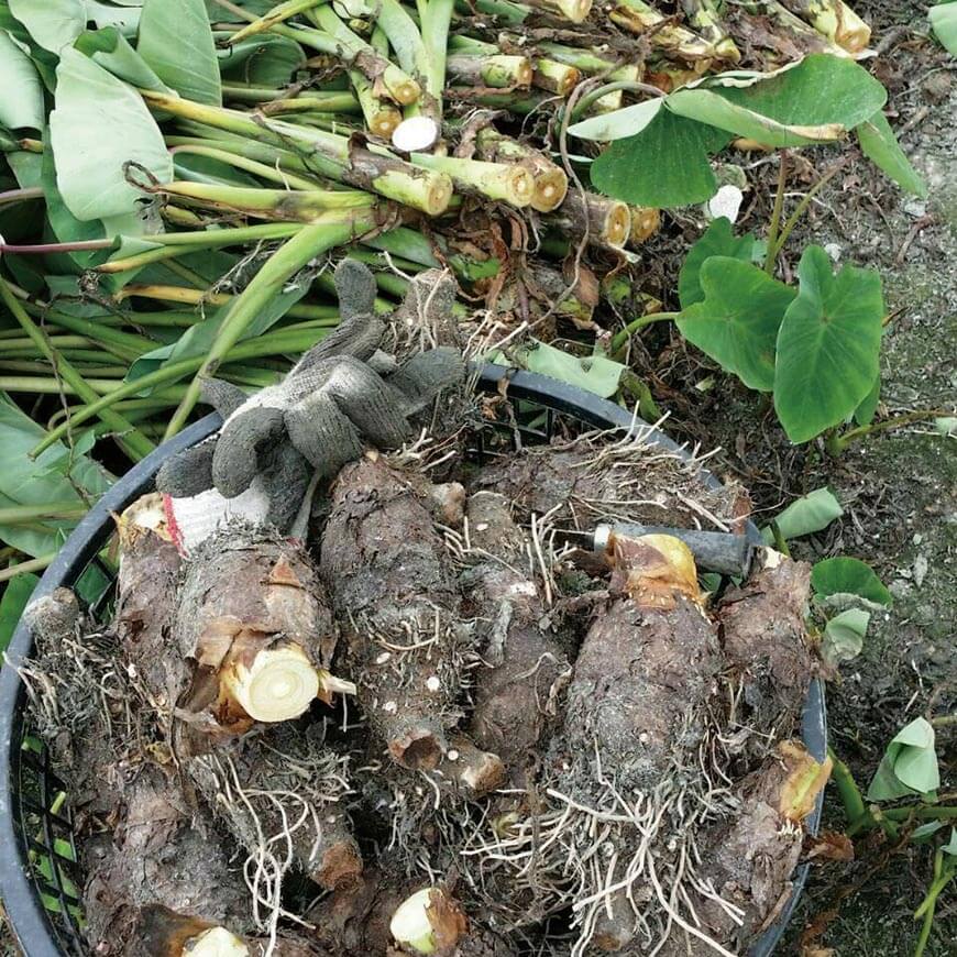 林義職：下班後的芋農人生- 台灣主婦聯盟生活消費合作社