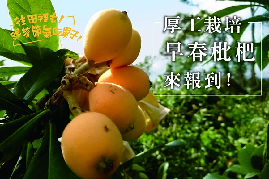 往田裡去 跟著節氣吃果子 厚工栽培水果頭 早春 枇杷 來報到 台灣主婦聯盟生活消費合作社