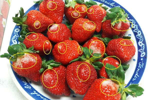 草莓白粉病 (2)